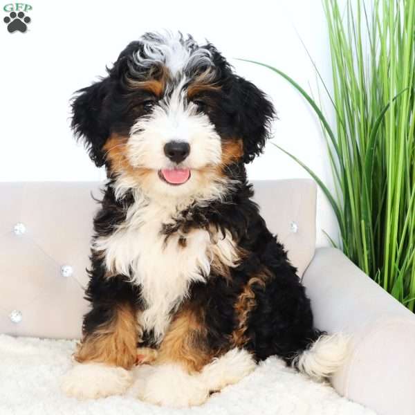 Bella, Mini Bernedoodle Puppy