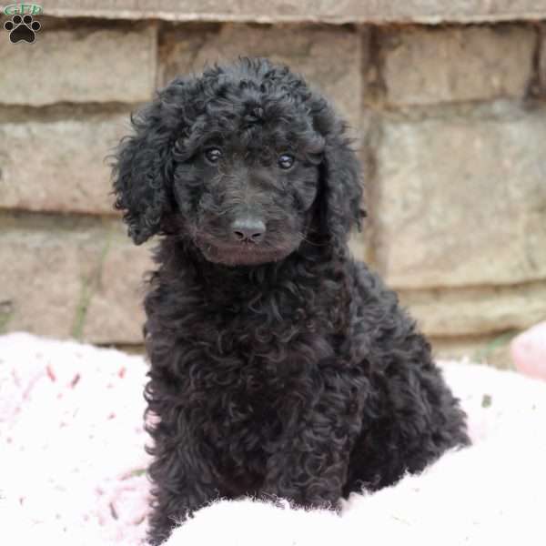 Lassie, Goldendoodle Puppy