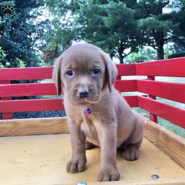 Sweetheart Girl, Fox Red Labrador Retriever Puppy