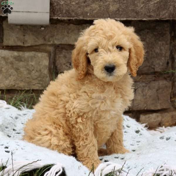 Landon, Goldendoodle Puppy