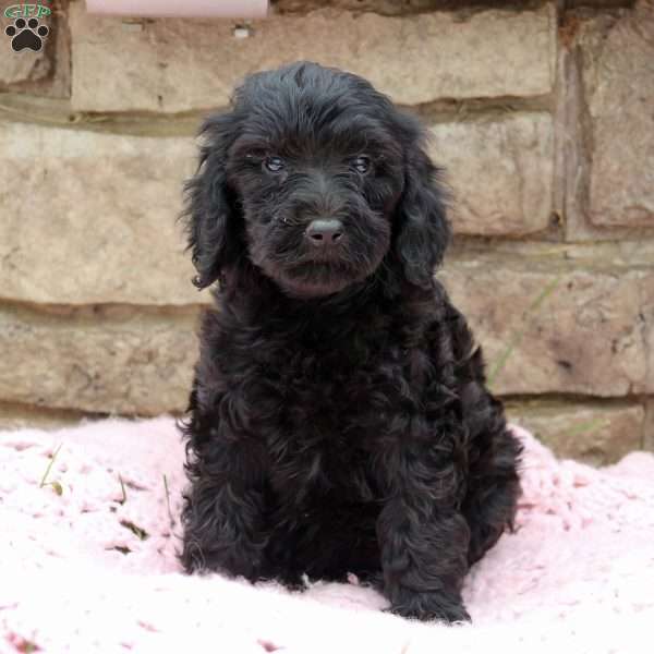 Lily, Goldendoodle Puppy