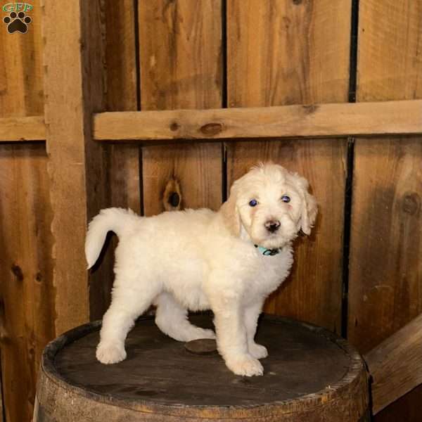 Hank, Sheepadoodle Puppy