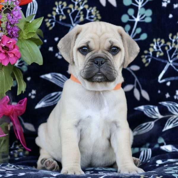 Casper, Puggle Puppy