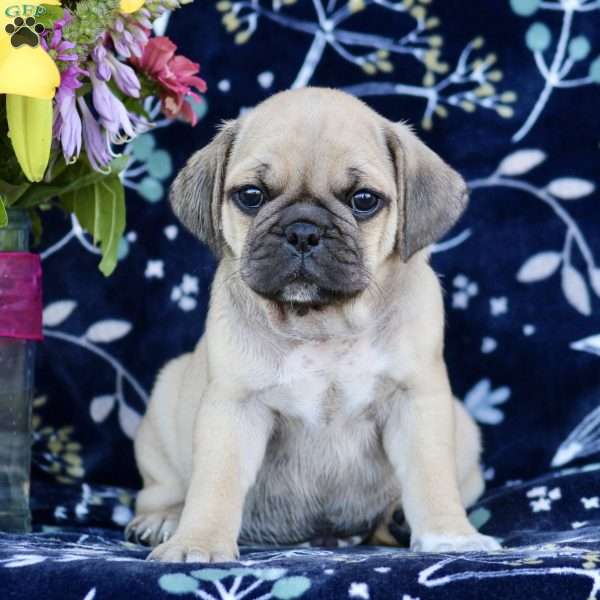 Charlie, Puggle Puppy