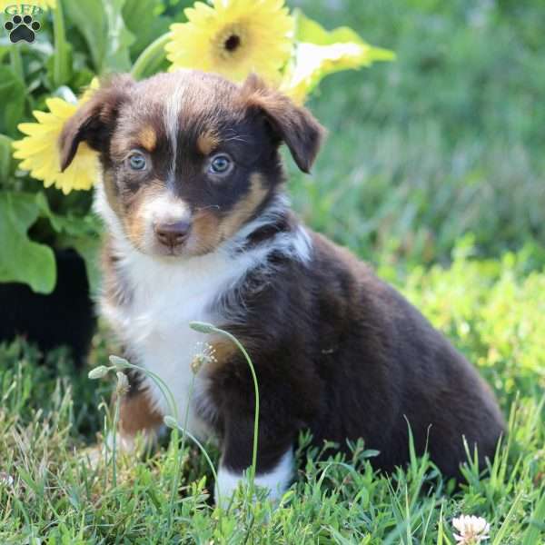 Reese, Australian Shepherd Puppy