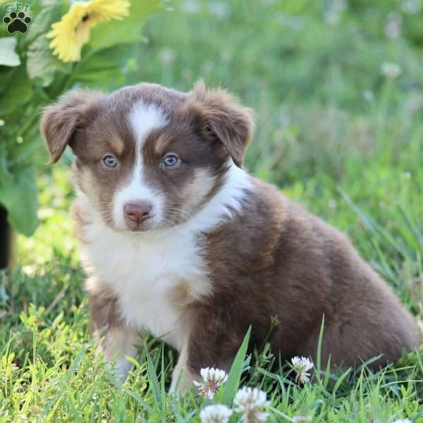 Reba, Australian Shepherd Puppy