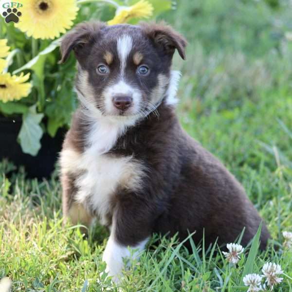 Rose, Australian Shepherd Puppy