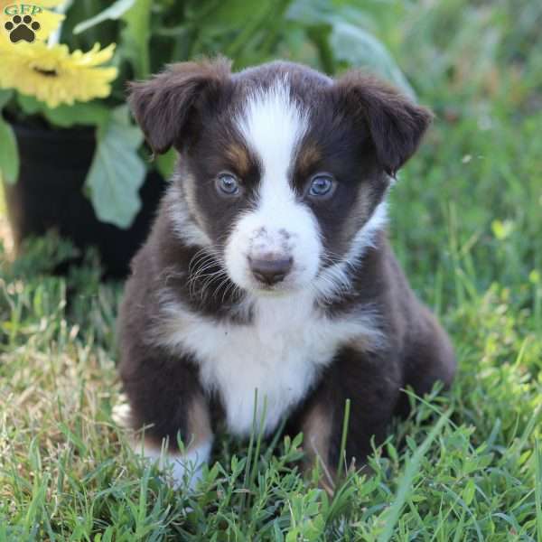 Ruby, Australian Shepherd Puppy