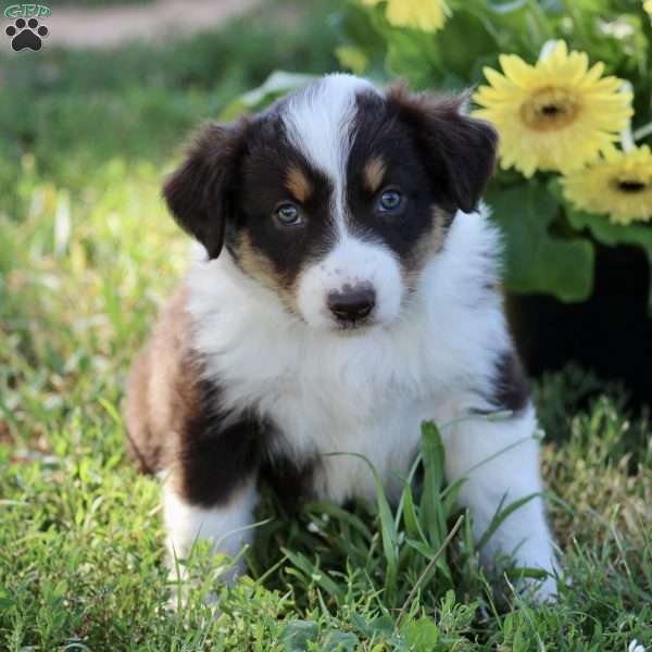 Riley, Australian Shepherd Puppy