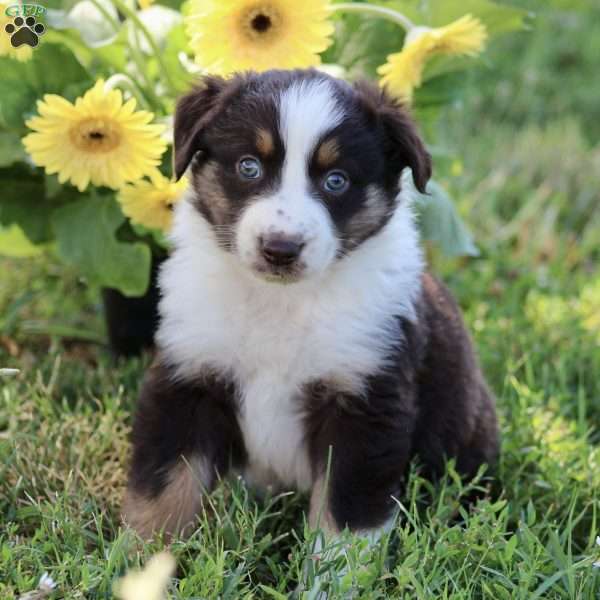 Ricky, Australian Shepherd Puppy