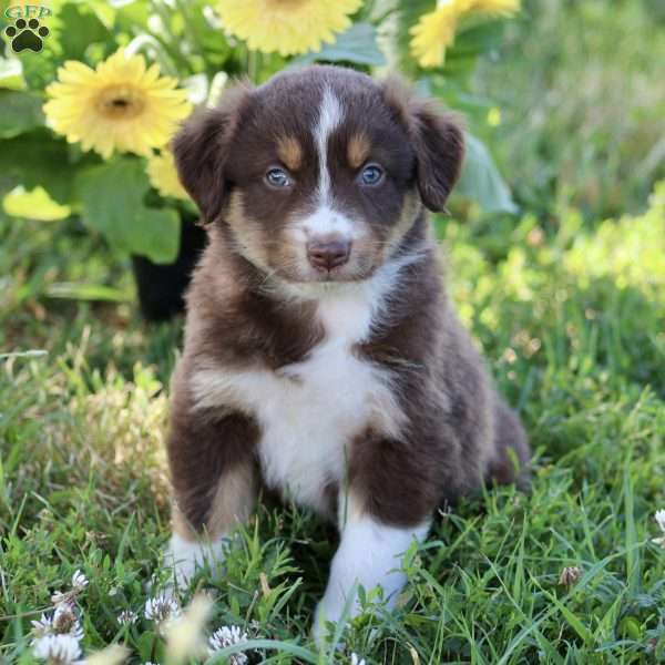 Ranger, Australian Shepherd Puppy