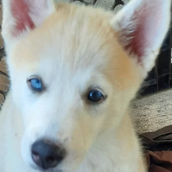 sammie, Pomsky Puppy