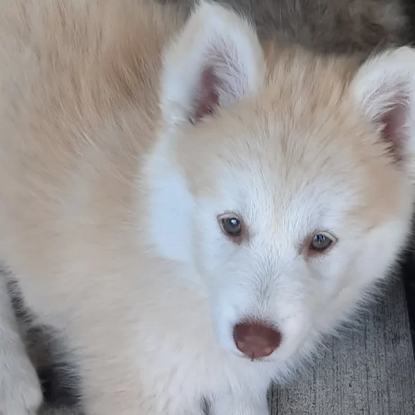 Sky - Pomsky Puppy For Sale In Florida