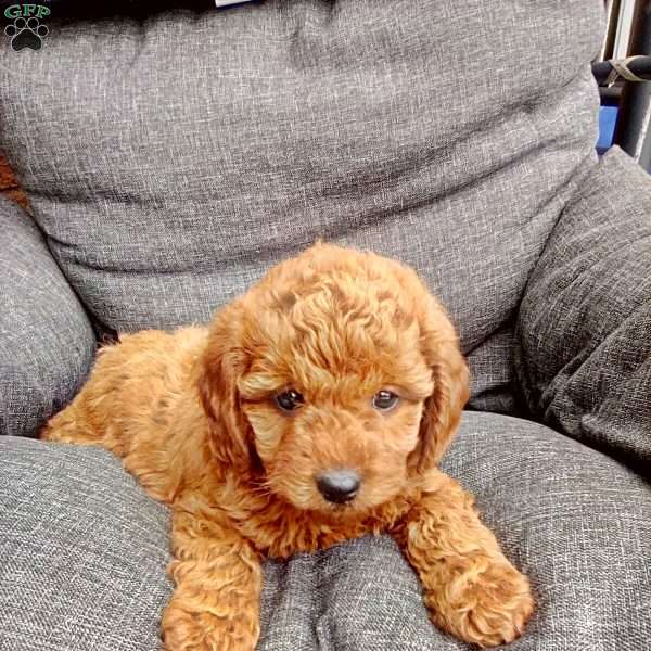 Bella, Mini Goldendoodle Puppy