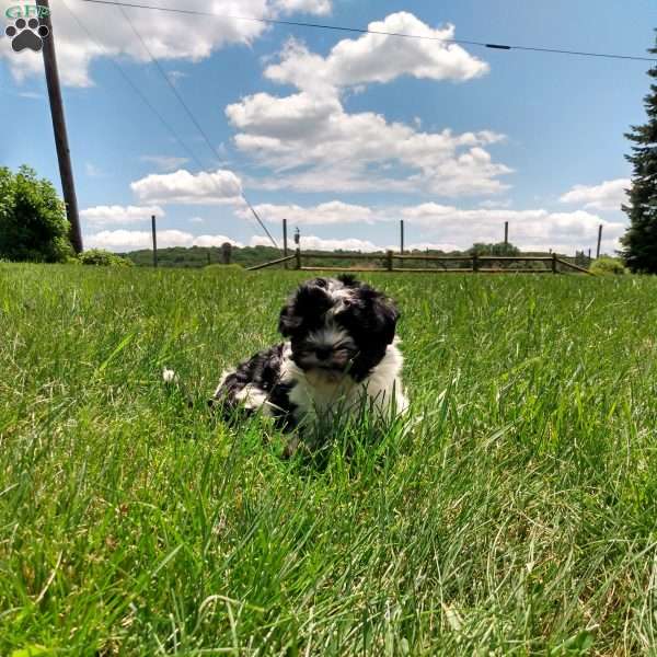 Sparkle, Havanese Puppy