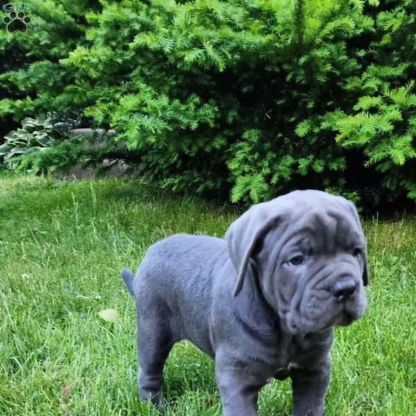 Luna, Cane Corso Puppy