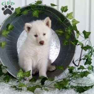 Matthew Schlabach - Greenfield Puppies