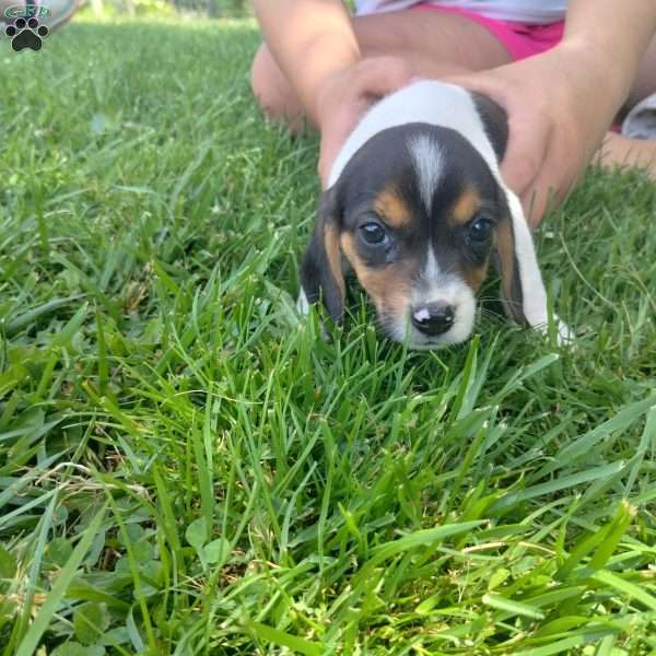 Chelsea, Beagle Puppy