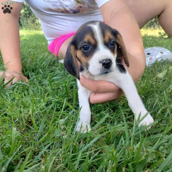 Tia, Beagle Puppy