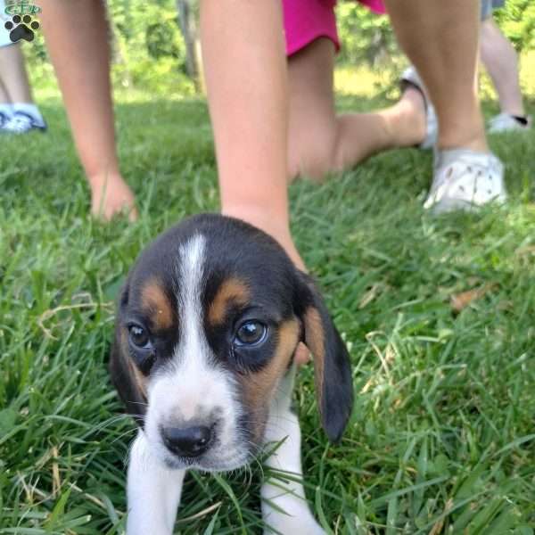 Jake, Beagle Puppy