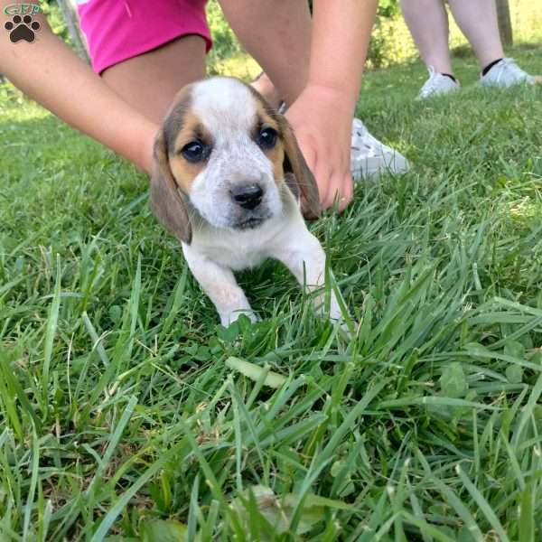 Pudge, Beagle Puppy