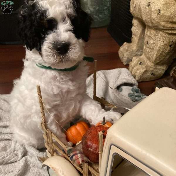 Pinto, Cavalier King Charles Mix Puppy