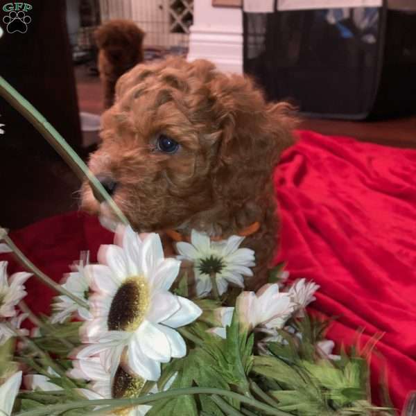 Vito, Cavalier King Charles Mix Puppy