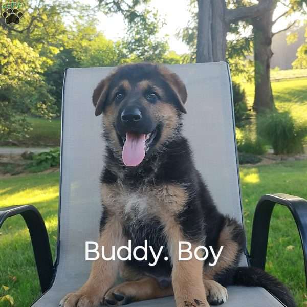 Buddy, German Shepherd Puppy