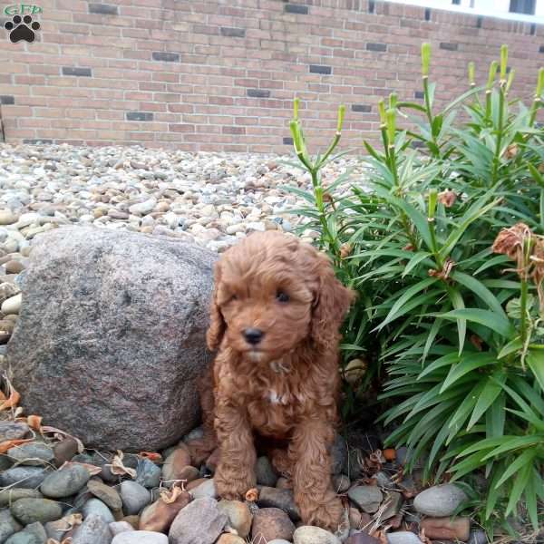 Chloe, Cavapoo Puppy