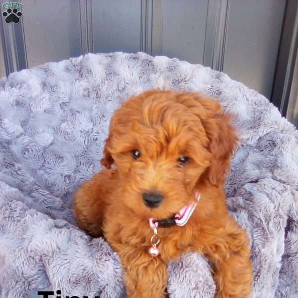 Tiny, Mini Goldendoodle Puppy