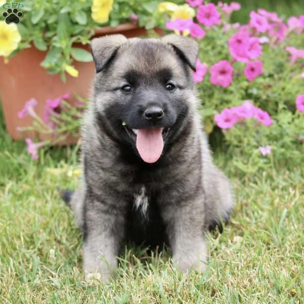 Lindsey, Norwegian Elkhound Puppy