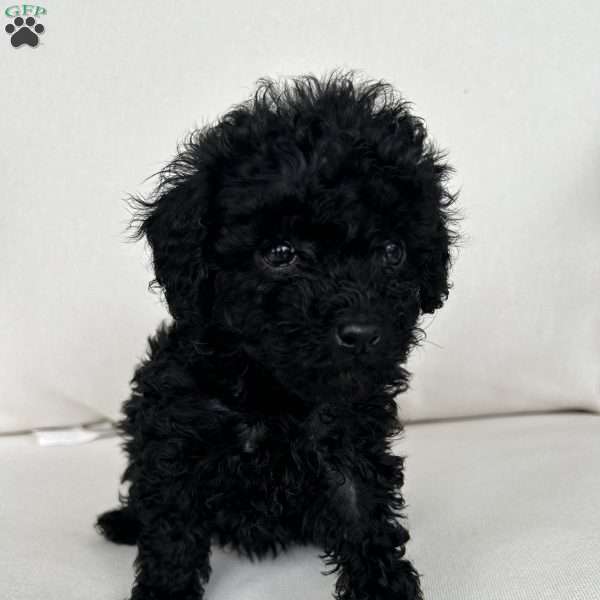 Sally, Toy Poodle Puppy