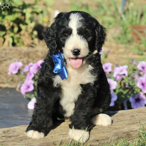 Polly, Bernedoodle Puppy