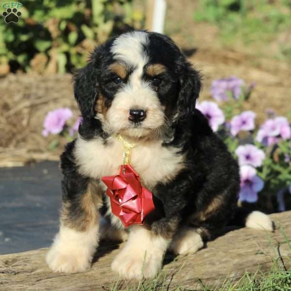 Patrick, Bernedoodle Puppy