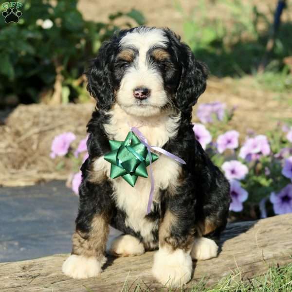 Piper, Bernedoodle Puppy