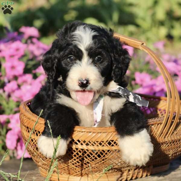 Penny, Bernedoodle Puppy