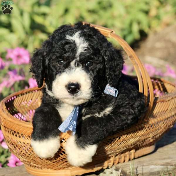 Paddy, Bernedoodle Puppy