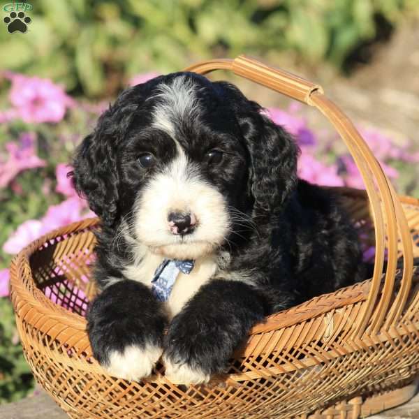 Pebbles, Bernedoodle Puppy