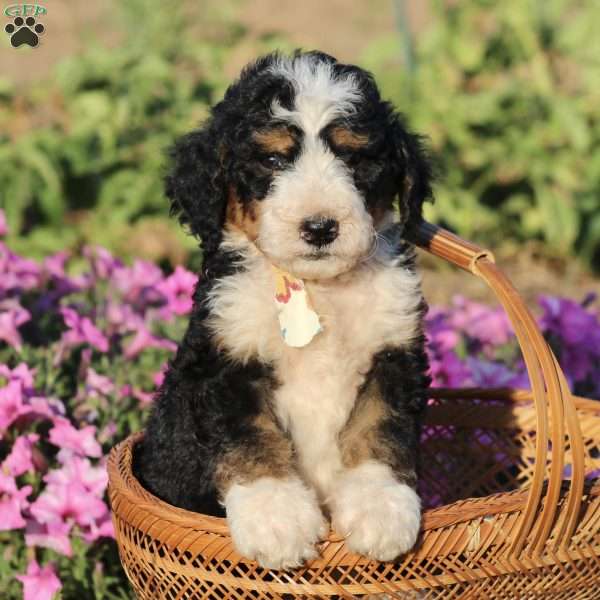 Peyton, Bernedoodle Puppy