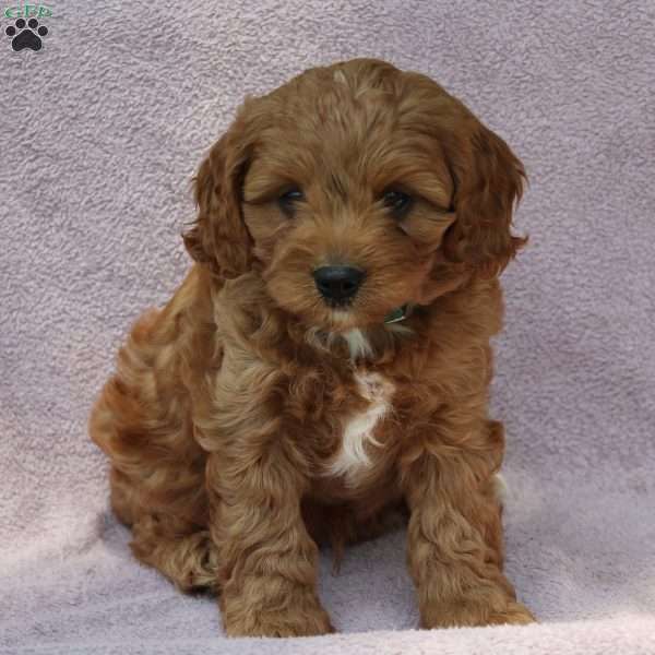 William, Cavapoo Puppy