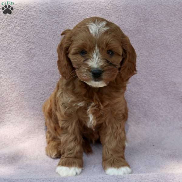 Wendy, Cavapoo Puppy