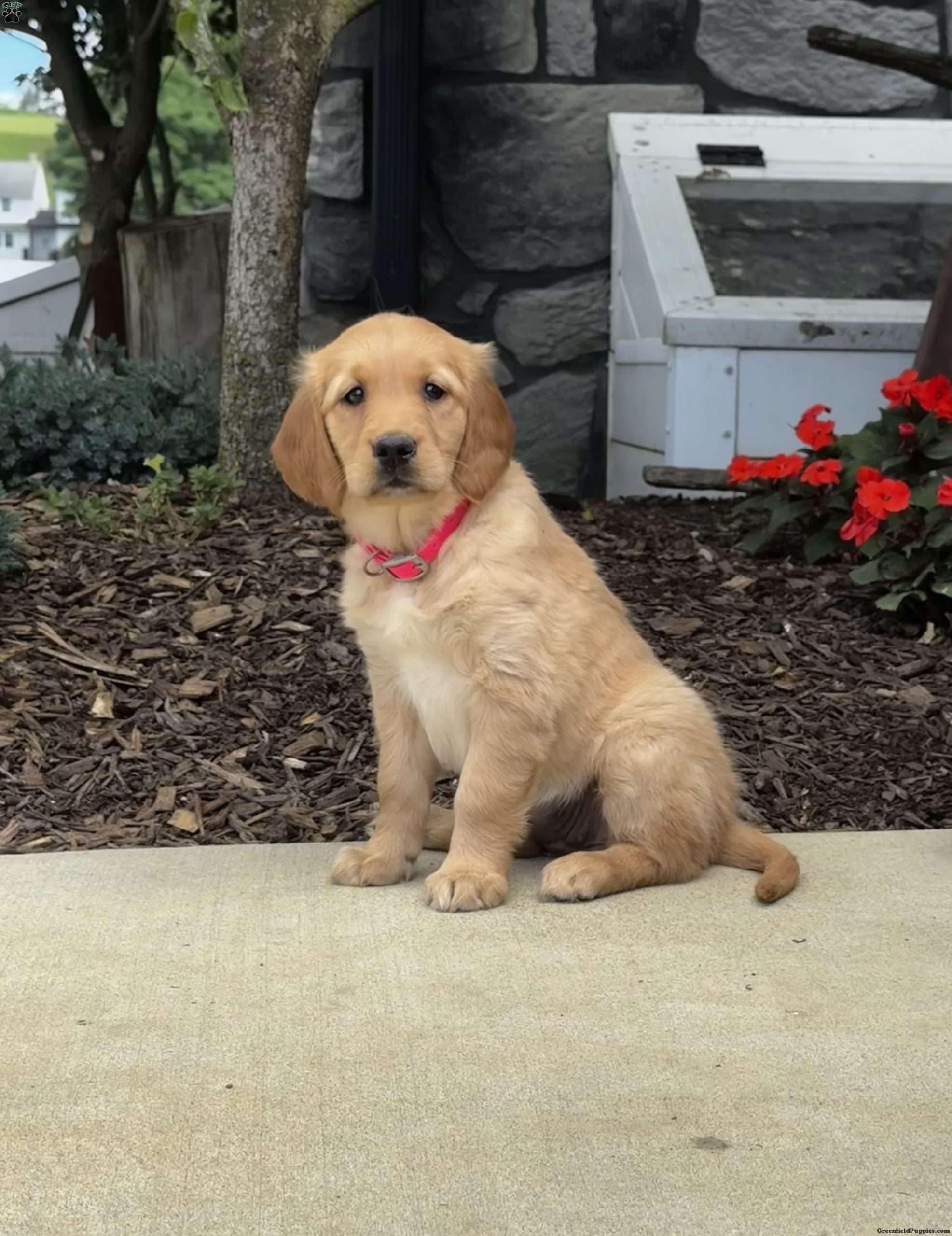 Elsa - Golden Retriever Puppy For Sale in Pennsylvania