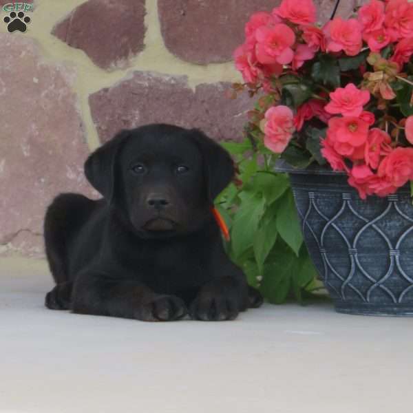 Lincoln, Black Labrador Retriever Puppy