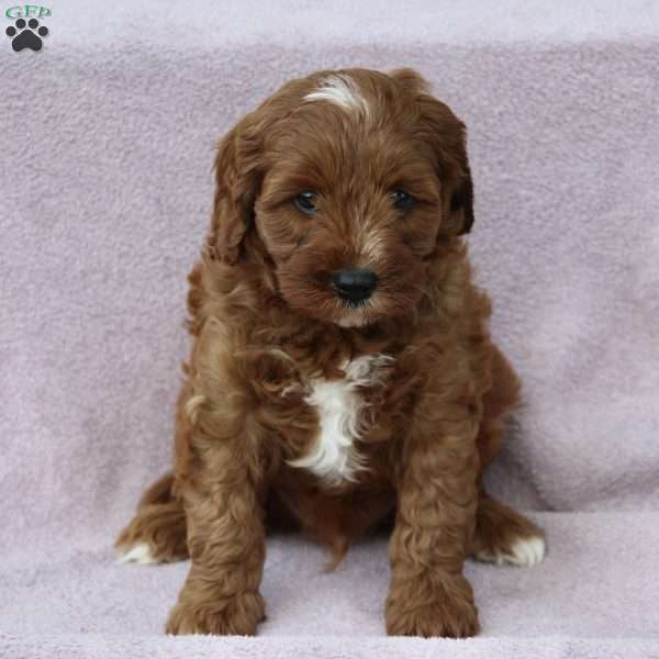 Walter, Cavapoo Puppy