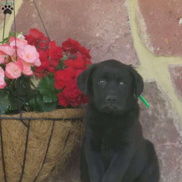 Larry, Black Labrador Retriever Puppy