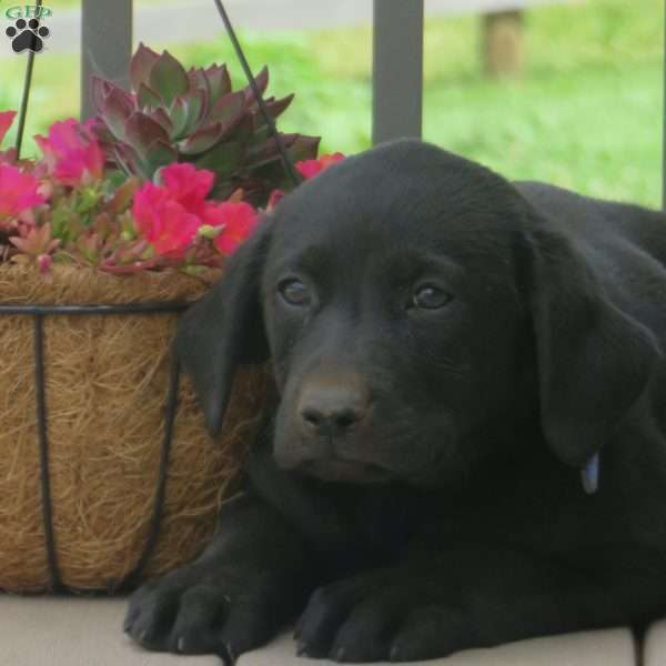 Liberty, Black Labrador Retriever Puppy