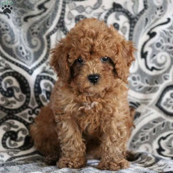 Jamie, Cavapoo Puppy