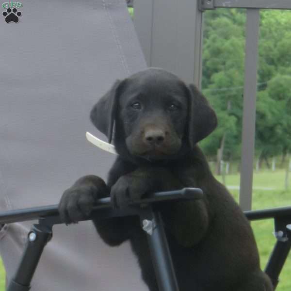 Lark, Black Labrador Retriever Puppy