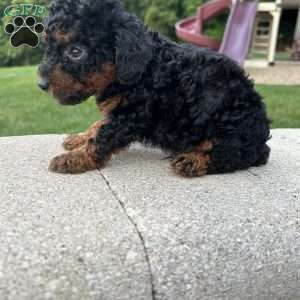 Tucker, Toy Poodle Puppy