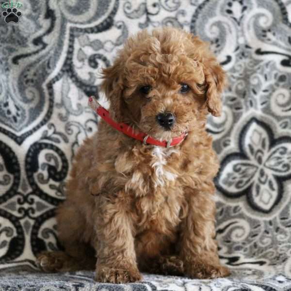 Janet, Cavapoo Puppy